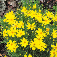 Coreopsis Plant Collection