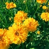 Coreopsis Plants - Early Sunrise