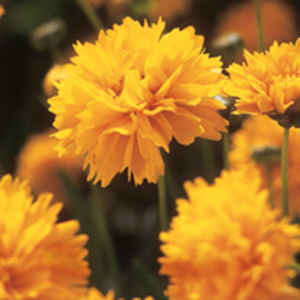Coreopsis Plants - Early Sunrise