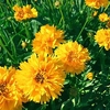Coreopsis Plants - Early Sunrise