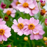 Coreopsis Plants - Twinklebells Pink