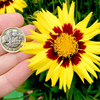 Coreopsis Sunkiss