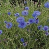 Cornflower (Organic) Seeds - Double Blue