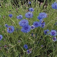 Cornflower (Organic) Seeds - Double Blue