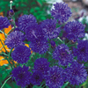 Cornflower Seeds - Blue Diadem