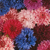 Cornflower Seeds - Tall Double Mixed