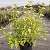 Cornus Alba Aurea
