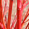 Cornus Alba Bare Roots - 60/90cm
