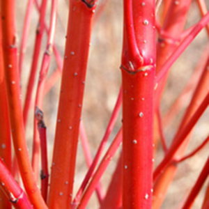 Cornus Alba Bare Roots - 60/90cm