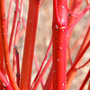 Cornus Alba Bare Roots - 60/90cm