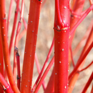 Cornus Alba Bare Roots - 60/90cm