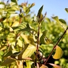 Cornus alba Plant - Aurea