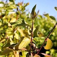 Cornus alba Plant - Aurea