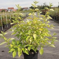 Cornus alba Plant - Aurea