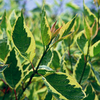 Cornus alba Plant - Cream Cracker