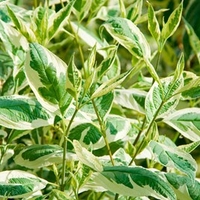 Cornus alba Plant - Ivory Halo®