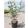 Cornus alba Plant - Kesselringii