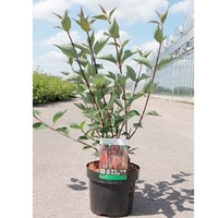Cornus alba Plant - Kesselringii