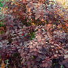 Cornus alba Plant - Kesselringii