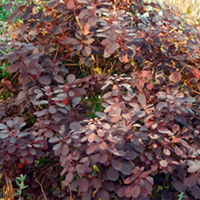 Cornus alba Plant - Kesselringii