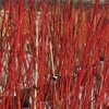 Cornus alba Plant - Sibirica