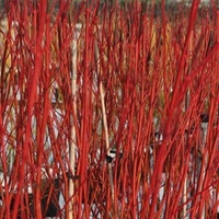 Cornus alba Plant - Sibirica