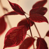 Cornus alba Plant - Sibirica Variegata