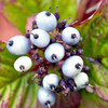 Cornus alba Plants
