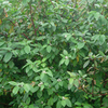 Cornus Alba Sibirica Bare Roots - 60/90cm