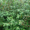 Cornus Alba Sibirica Bare Roots - 60/90cm
