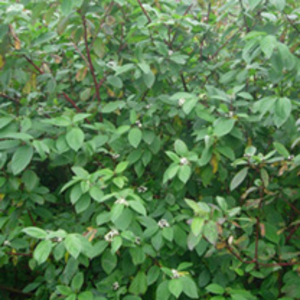 Cornus Alba Sibirica Bare Roots - 60/90cm