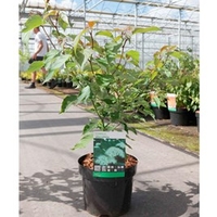 Cornus alternifolia Plant