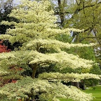 Cornus controversa Plant - Variegata