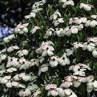 Cornus kousa Teutonia 25 Litre Pot x 1