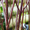 Cornus Plant - Alba Elegantissima