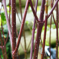 Cornus Plant - Alba Elegantissima