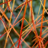 Cornus Plant - Anny