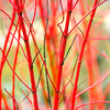 Cornus Plant - Elegantissima