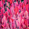 Cornus Plant - Kesselringii