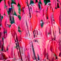 Cornus Plant - Kesselringii