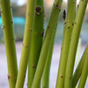 Cornus Plant - Stolonifera Flaviramea
