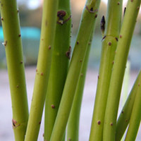 Cornus Plant - Stolonifera Flaviramea