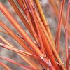 Cornus Sanguinea Bare Roots - 60/90cm
