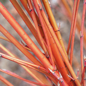 Cornus Sanguinea Bare Roots - 60/90cm