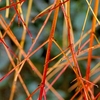 Cornus sanguinea Plant - 