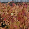 Cornus sanguinea Plant - Winter Beauty