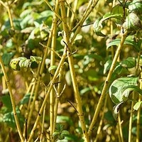 Cornus Sericea Flaviramea 10 Litre Pot x 2 Inc: