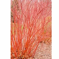 Cornus sericea Plant - Baileyi