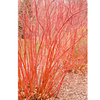 Cornus sericea Plant - Baileyi