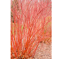 Cornus sericea Plant - Baileyi